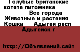 Голубые британские котята питомника Silvery Snow. - Все города Животные и растения » Кошки   . Адыгея респ.,Адыгейск г.